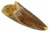 Serrated Raptor Premaxillary Tooth - Real Dinosaur Tooth #305515-1